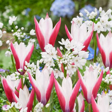 Get Tulip Allium Chique Magnifique Spring Flowering Bulbs In MI At