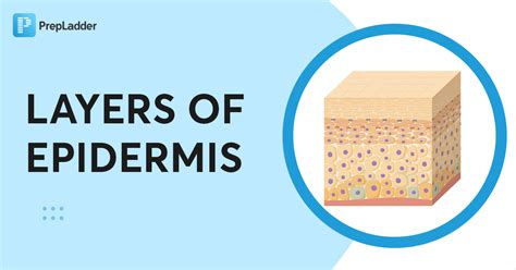 Layers Of Epidermis