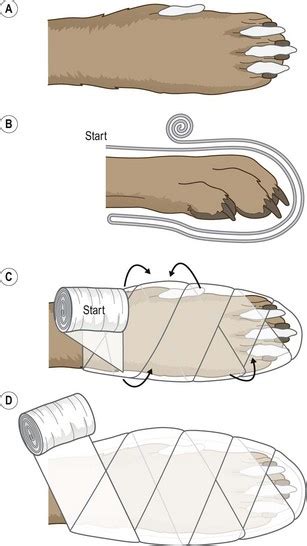 Bandaging Techniques Veterian Key