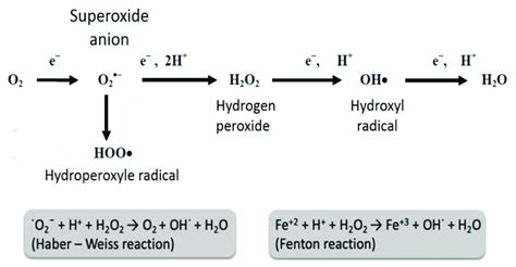 Reactive Oxygen Species O Superoxide Anion Oh Hydroxyl