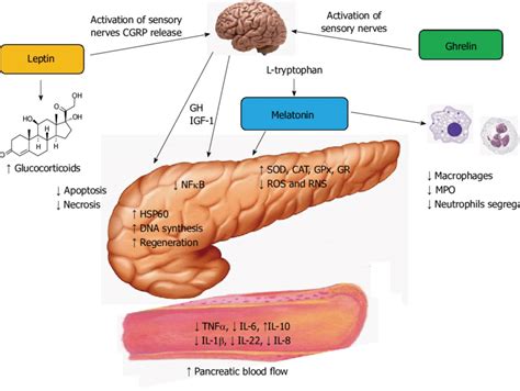 Hypothetical Mechanisms Of The Protective Action Of Ghrelin Leptin And