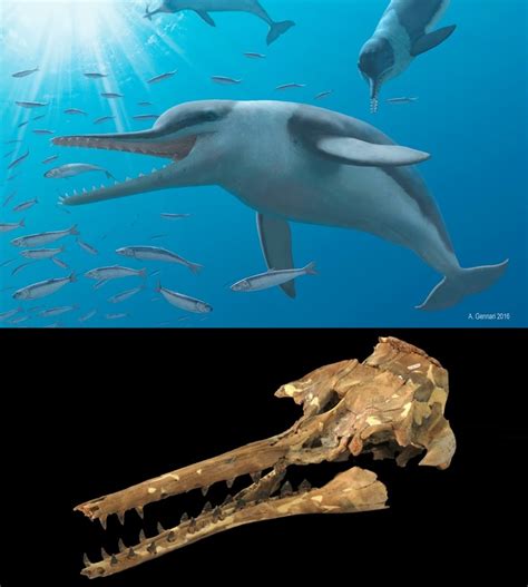 Species New To Science Paleomammalogy • 2016 Echovenator Sandersi