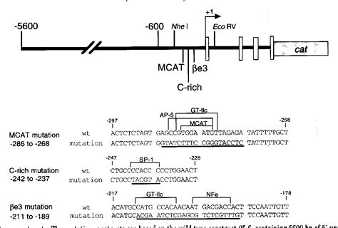 Figure 1 From In Vivo Regulation Of The Mouse P Myosin Heavy Chain Gene