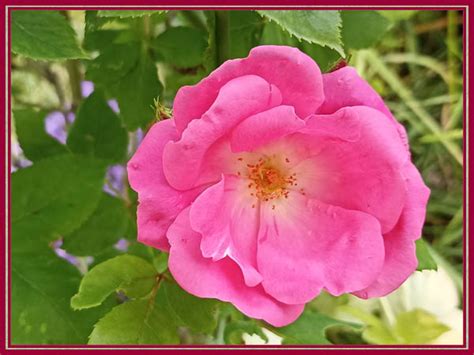 Unser Garten Mai Rose Janko At