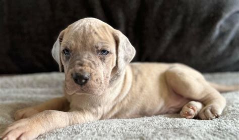 Akc Full Euro Brindle Merle Great Dane Great Dane Puppies For Sale In