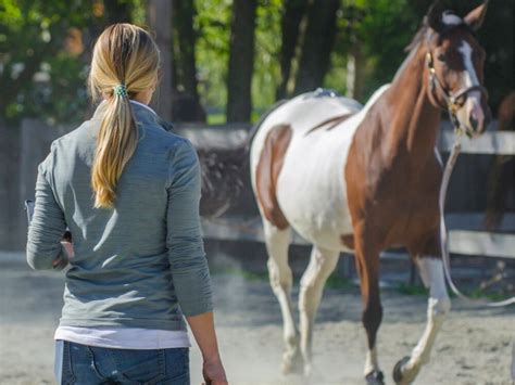 Lameness Examination Meadow Lane Equine Clinic