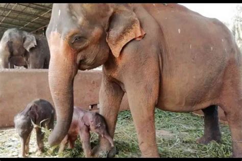 Awww Alert Check Out The Video Of These Rare Twin Elephants That Were