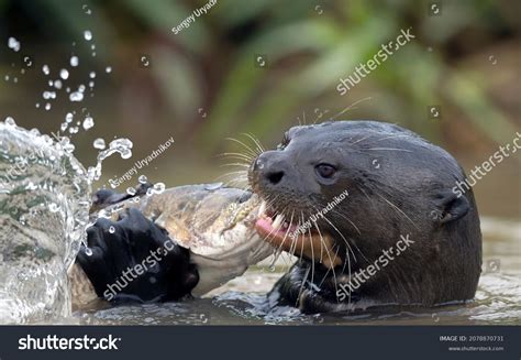 1,546 Fishing Otters Images, Stock Photos & Vectors | Shutterstock