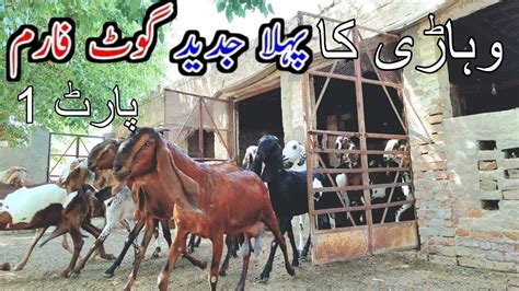 9 April 2024Pakistan Biggest Modern Goat Farm Vehari GOAT Farming In