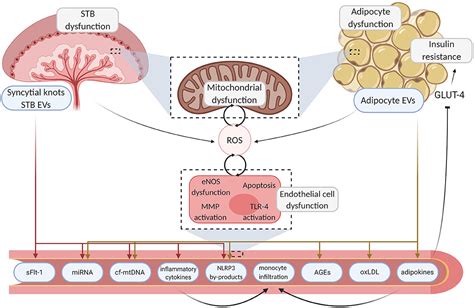 Frontiers Mechanisms Of Endothelial Dysfunction In Pre Eclampsia And