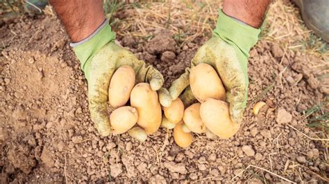 Comment réussir la culture de pommes de terre en février