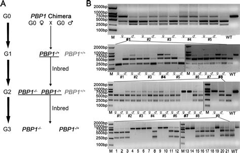 Screening Of Homozygous Mutant H Armigera Targeting At Pbp1 A