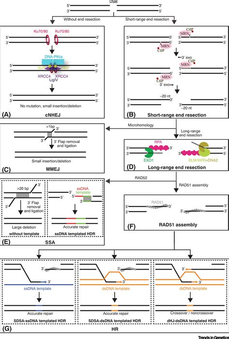 DNA Repair Pathway Choices In CRISPR Cas9 Mediated Genome Editing