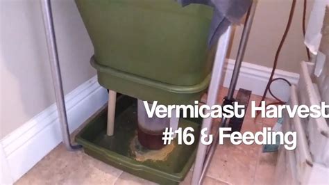 Vermicompost Harvest 16 And Feeding Hungry Bin Red Wiggler Worm Compost 08 10 20 Youtube