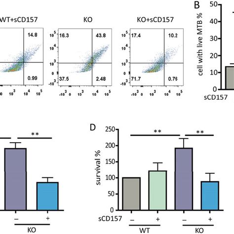 Cd157 Deficiency Impairs Macrophage Bactericidal Capacity Peritoneal