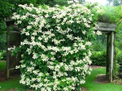 Las 19 mejores plantas para pérgolas Climbing hydrangea vine