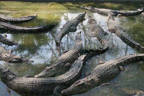 Davao Crocodile Park Crocodiles Davao Crocodile Park Dav Flickr