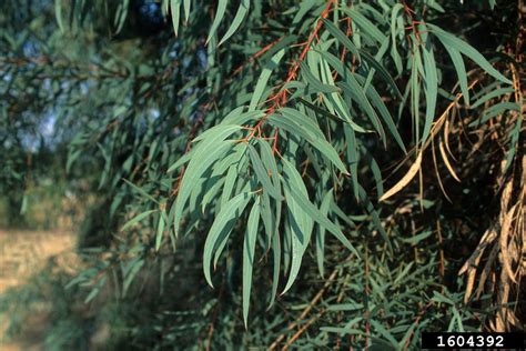 Narrow Leaf Peppermint Eucalyptus Nicholii