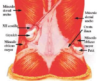 Hérnias de Parede Abdominal Grupo Surgical