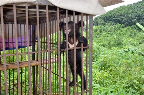 Five Moon Bear Cubs Rescued in One Day - Tenderly