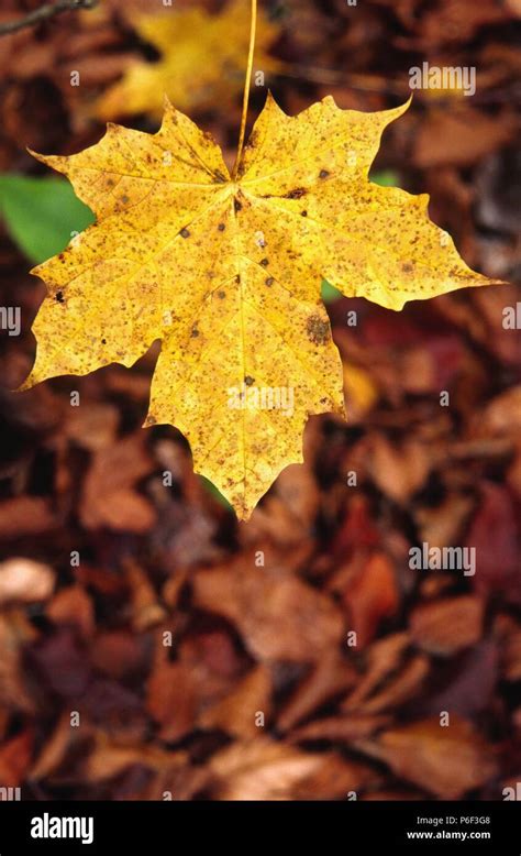 Hoja De Acer Pseudoplatanus Hi Res Stock Photography And Images Alamy