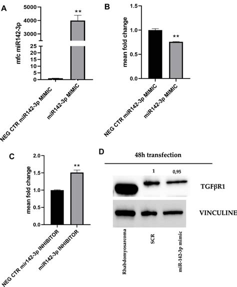 A Chla Cell Line Transfected With Mir P Mimic Quantitative