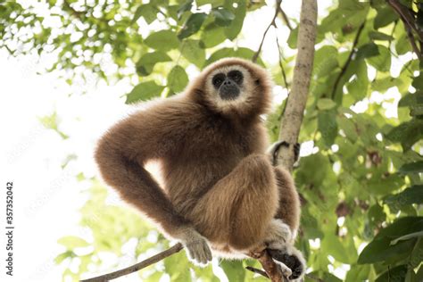 gibbon à mains blanche dans la forêt équatoriale white handed gibbon