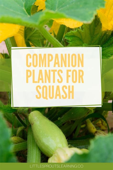 Companion Plants For Squash