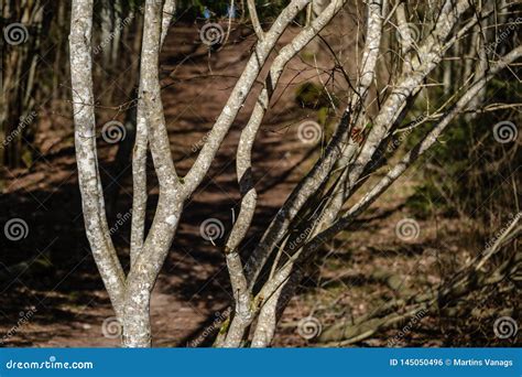 Large Naked Tree Trunks In Spring Park Stock Photo Image Of Branch River 145050496