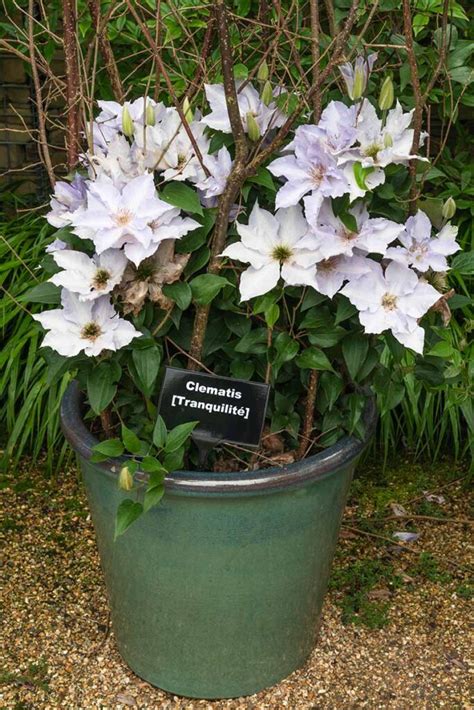 How To Grow Clematis In Containers Gardeners Path