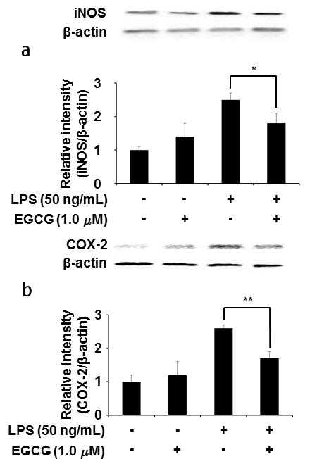 Figure 2 Effect Of Egcg On Lps Induced Inos A And Cox 2 B