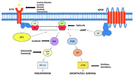 Signaling Pathways And Drug Targets Ac Adenyl Cyclase Camp Cyclic