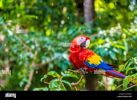 A Scarlet Macaw in the Copan Ruins, Copan, Honduras, Central America ...