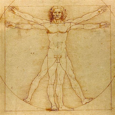 The Vitruvian Man By Leonardo Da Vinci