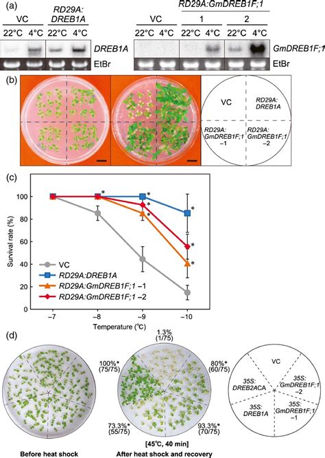 Soybean Dreb1cbf‐type Transcription Factors Function In Heat And