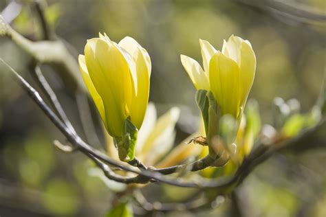 These Yellow Magnolias Are the Perfect Compact Flowering Tree for Small ...