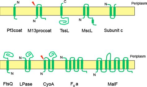 Figure From Targeting And Insertion Of Membrane Proteins Semantic