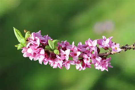 Daphne Leaves Turning Yellow 4 Causes Solutions And Best Care Tips