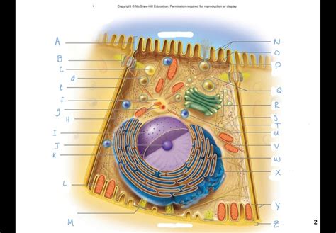 Anatomy And Physiology Cell Quiz Diagram Quizlet