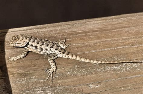 Lizards Tucson Herpetological Society