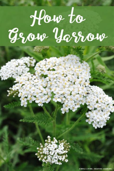 How To Grow Yarrow Simple Living Creative Learning