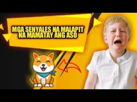 Paano Malalaman Kung Malapit Nang Mamatay Ang Iyong Aso Mga Senyales At