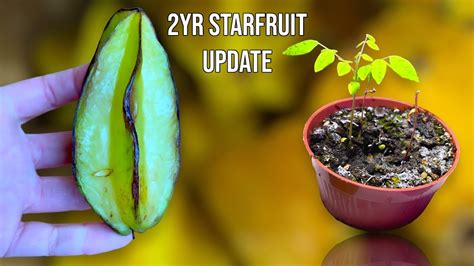 How To Grow Starfruit Year Update Howtowithjessie Youtube