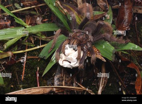 Curly Hair Tarantula Egg Sac