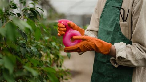 4 Formas De Usar El Vinagre Para El Cuidados De Las Plantas De Interior