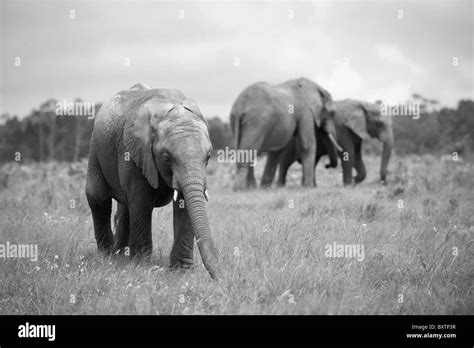 African Elephants In Captivity On A Conservation Reserve Near Knysna