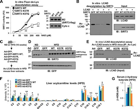 Obesity And Aging Diminish Sirtuin Sirt Mediated Deacetylation Of