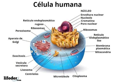 Las C Lulas Humanas Son Las C Lulas Que Conforman El Cuerpo Humano Son