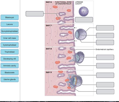 Drag The Labels Onto The Diagram To Identify The Stages In 978