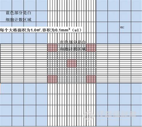 血球计数板 百奥斯生物